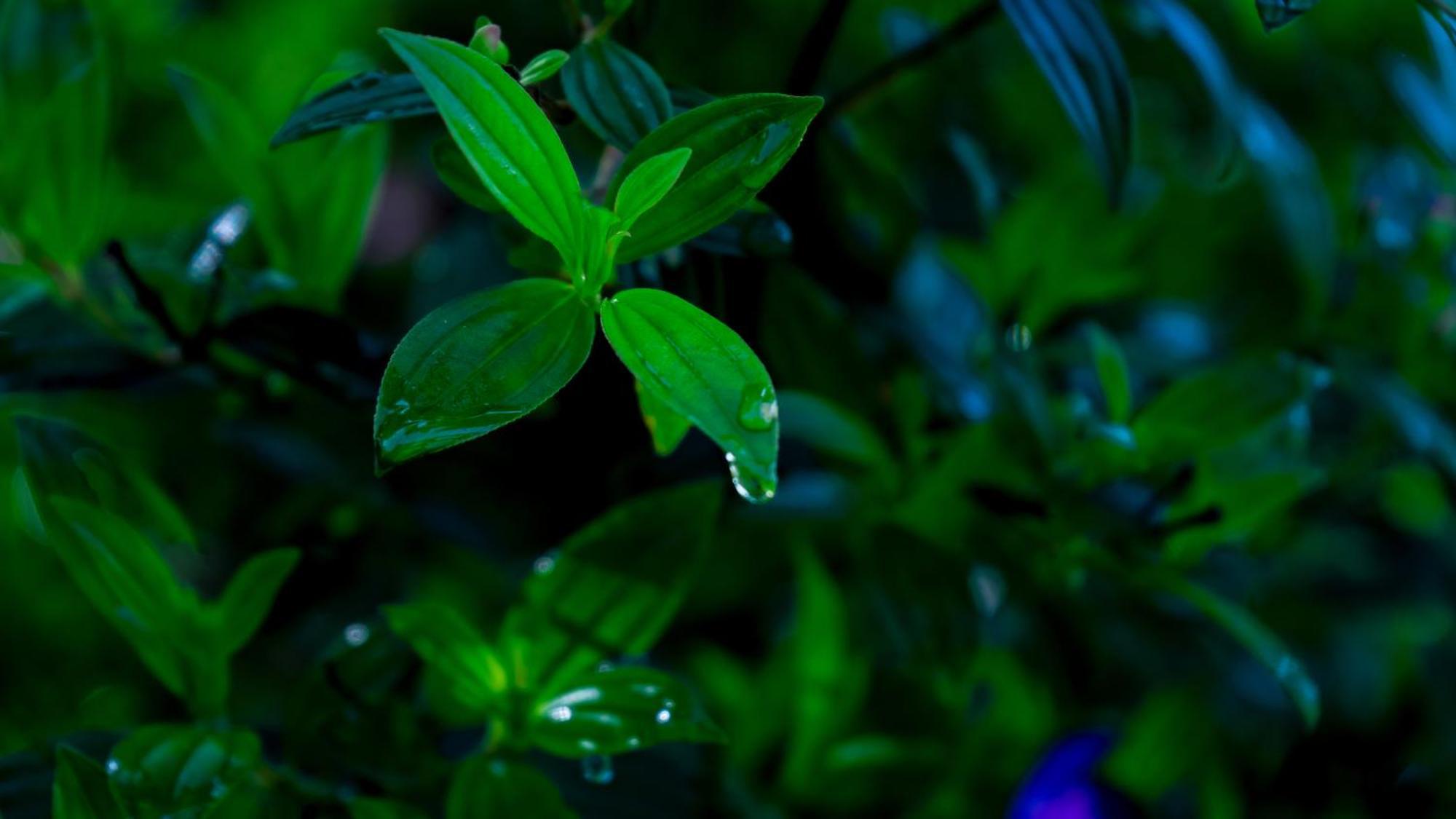 Vythiri Holiday Resort, Wayanad Kültér fotó